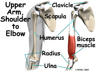 Distal Biceps Repair